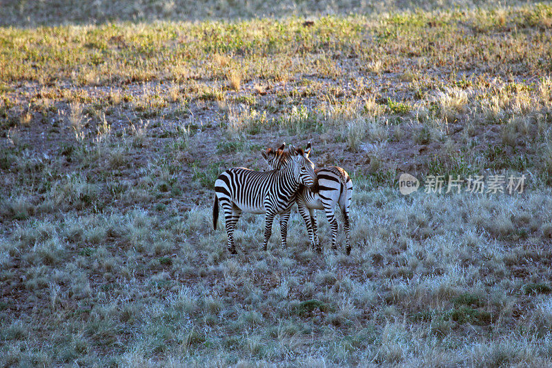 纳米比亚:纳米比亚- naukluft国家公园的斑马